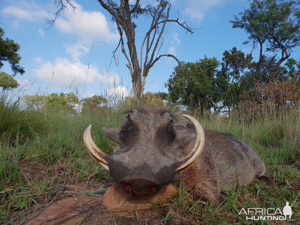 South Africa Hunting Warthog