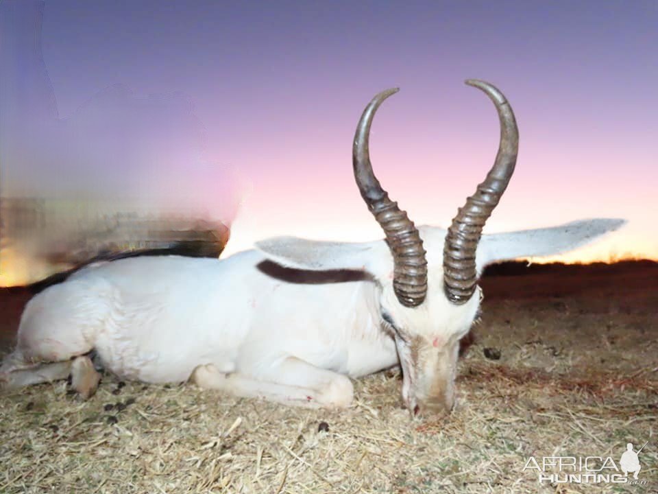 South Africa Hunting White Springbok