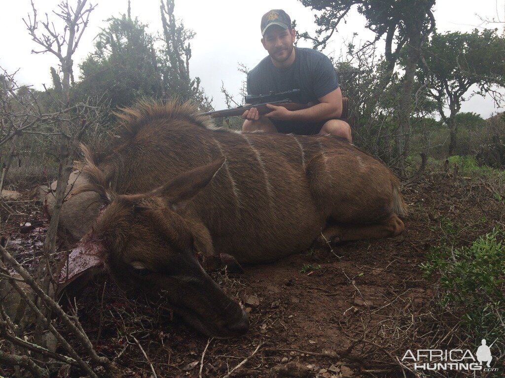 South Africa Kudu Cow Cull Hunting