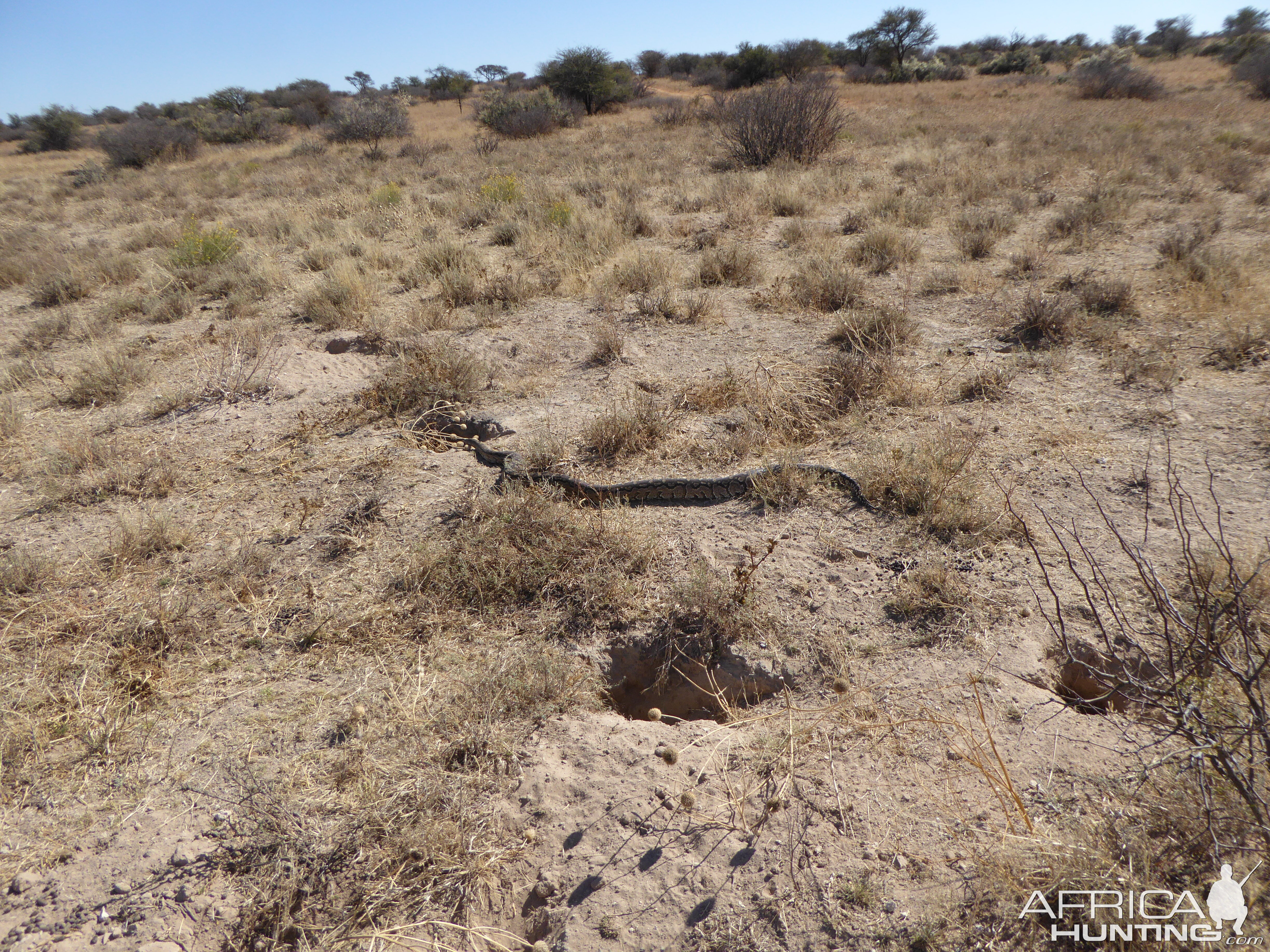 South Africa Python