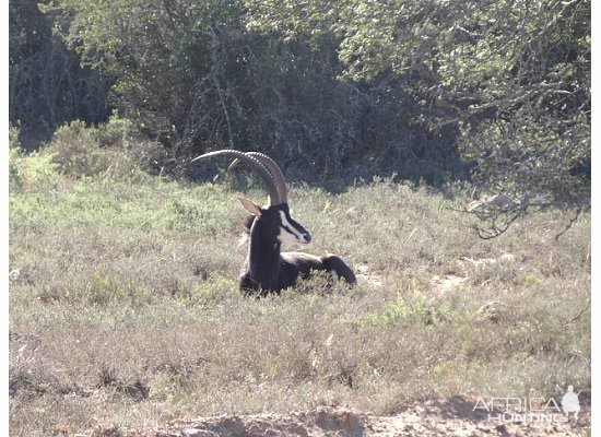 South Africa Sable Antelope