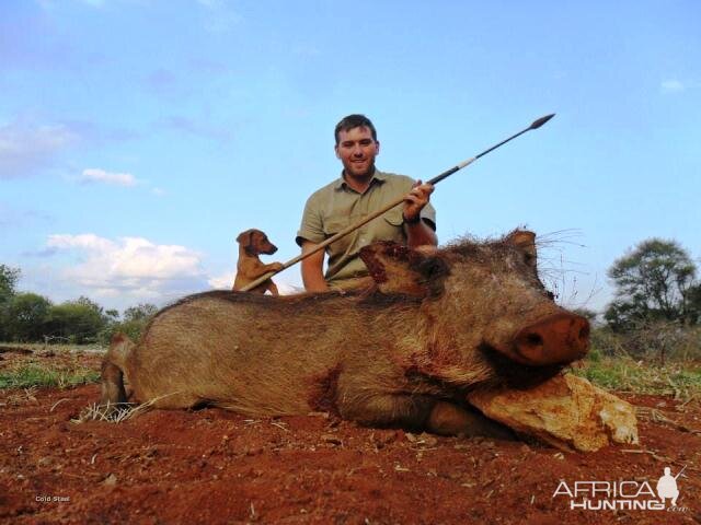 South Africa Spear Hunting Warthog