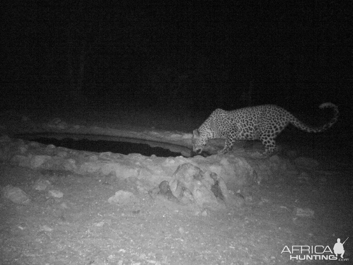 South Africa Trail Cam Leopard