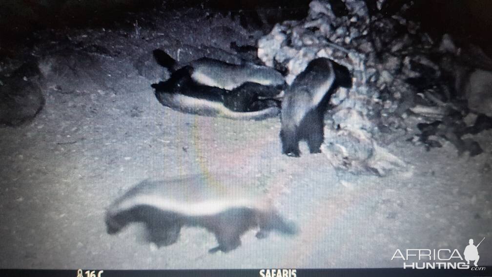 South Africa Trail Cam Pictures African Honey Badger