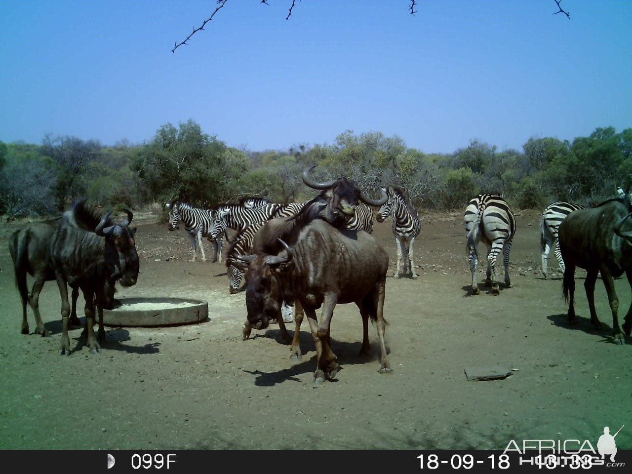 South Africa Trail Cam Pictures Blue Wildebeest & Burchell's Plain Zebra