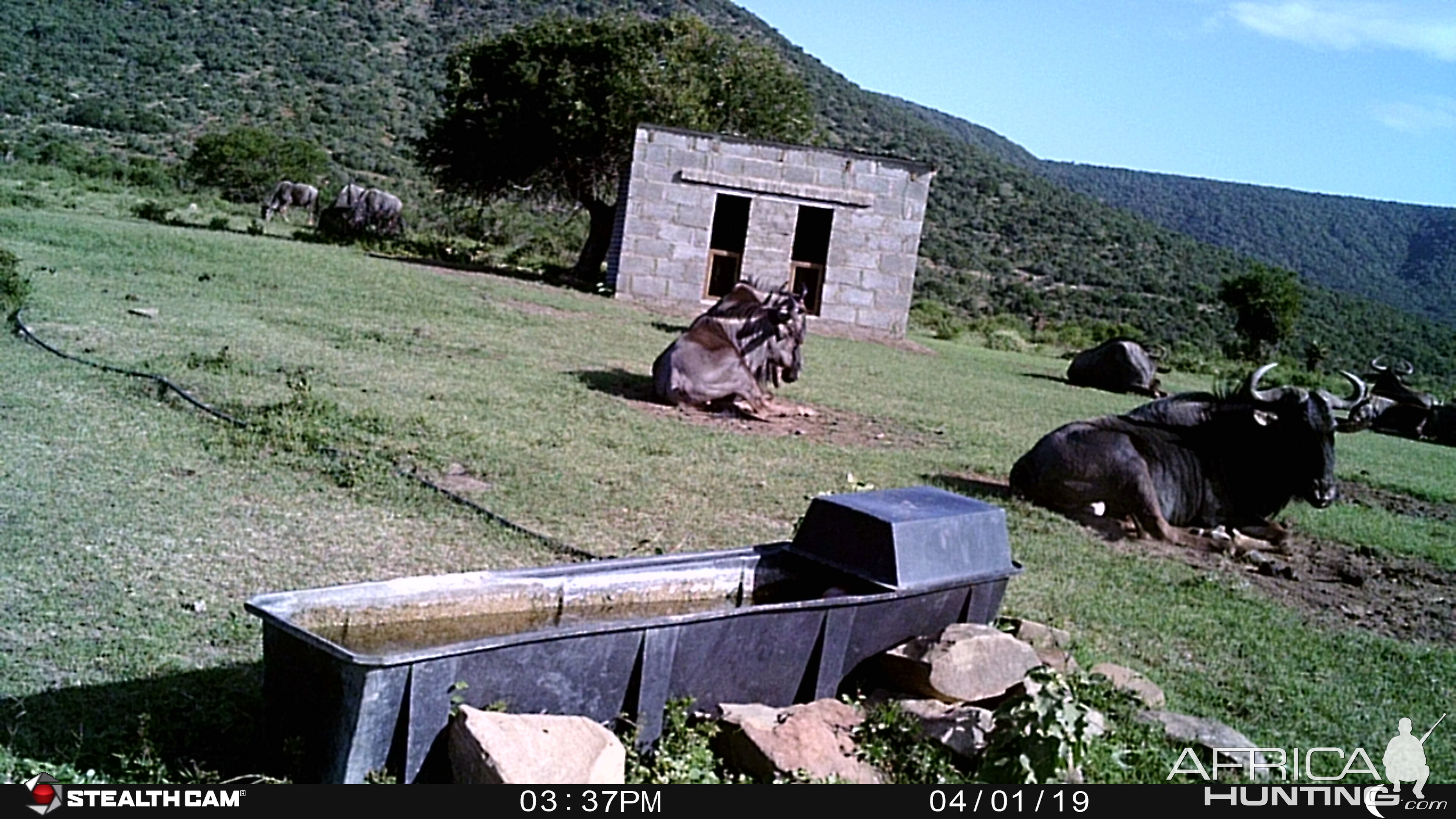 South Africa Trail Cam Pictures Blue WIldebeest