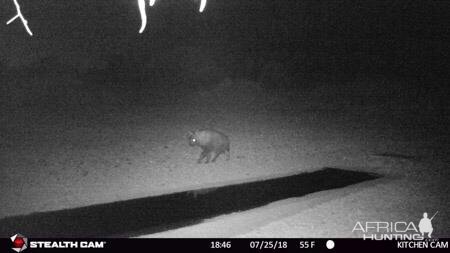 South Africa Trail Cam Pictures Brown Hyena