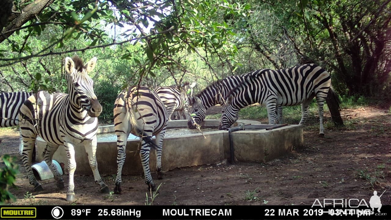 South Africa Trail Cam Pictures Burchell's Plain Zebra