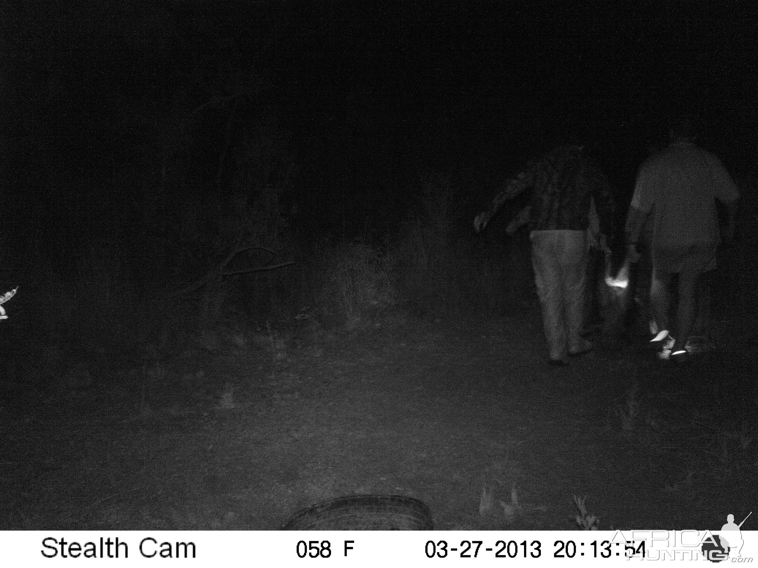 South Africa Trail Cam Pictures Bushpig