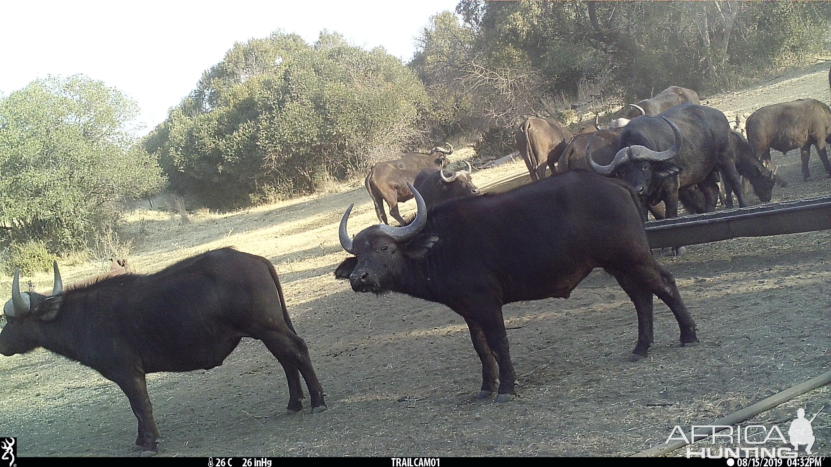 South Africa Trail Cam Pictures Cape Buffalo