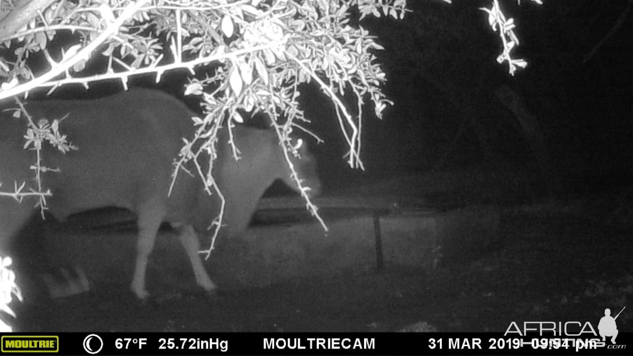 South Africa Trail Cam Pictures Eland