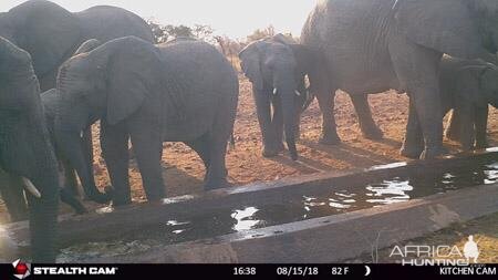 South Africa Trail Cam Pictures Elephant