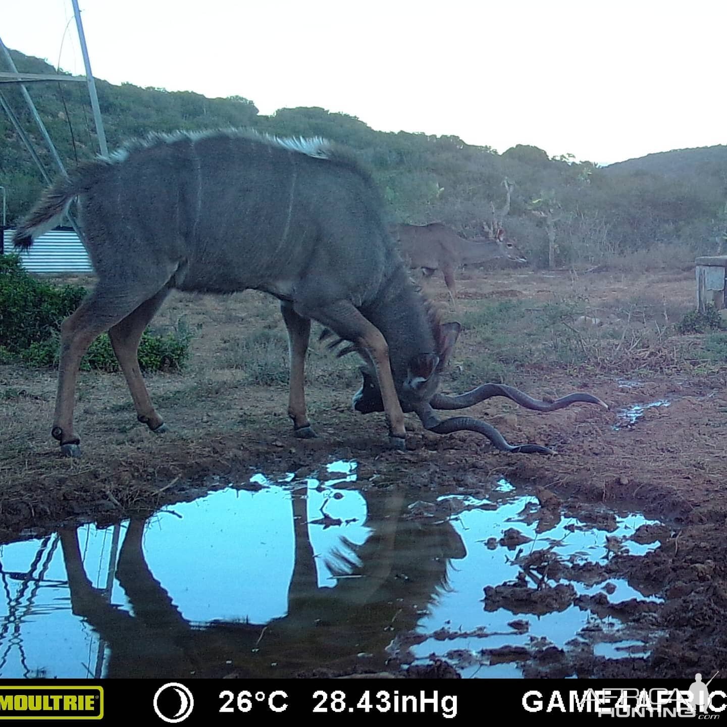 South Africa Trail Cam Pictures Kudu