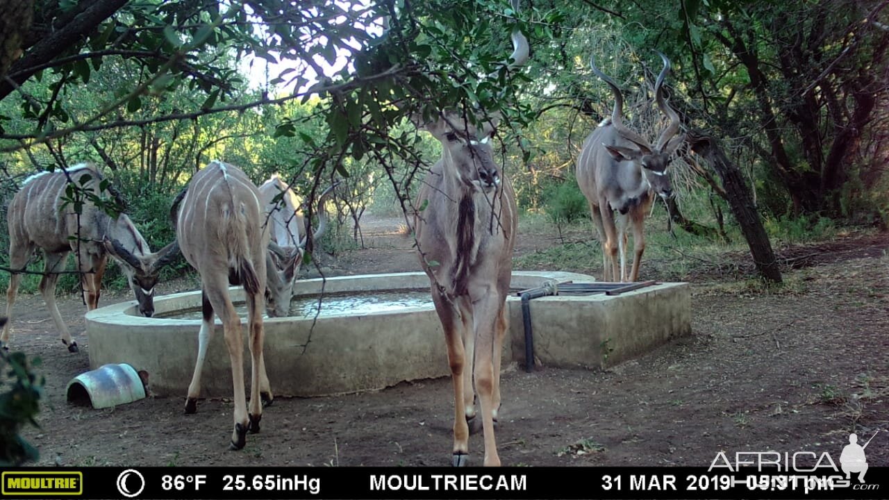 South Africa Trail Cam Pictures Kudu