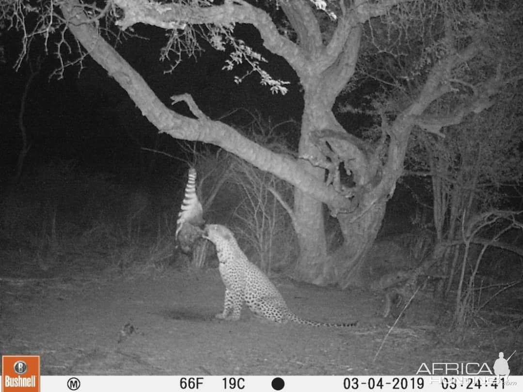 South Africa Trail Cam Pictures Leopard