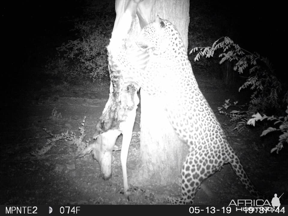 South Africa Trail Cam Pictures Leopard