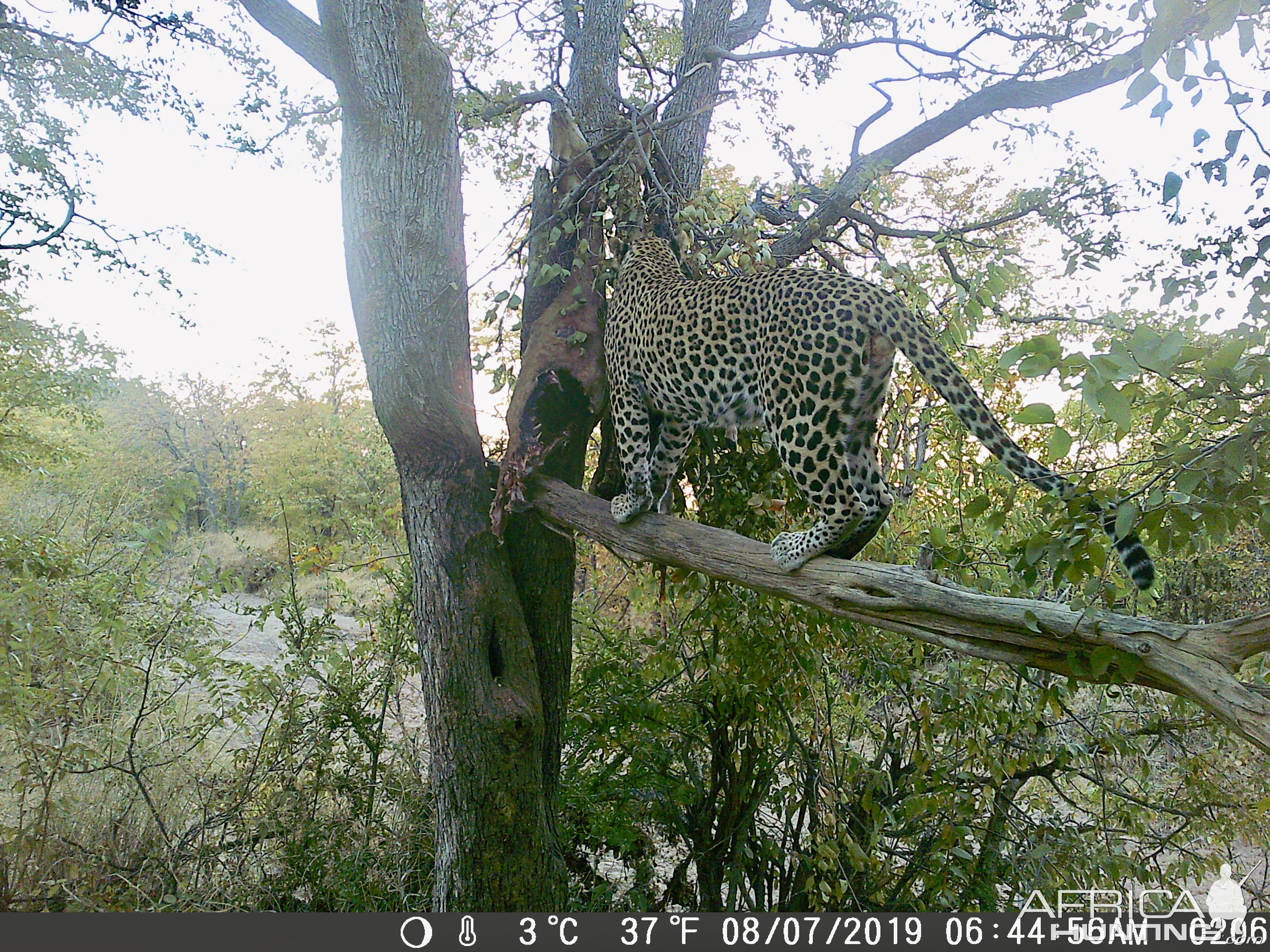 South Africa Trail Cam Pictures Leopard