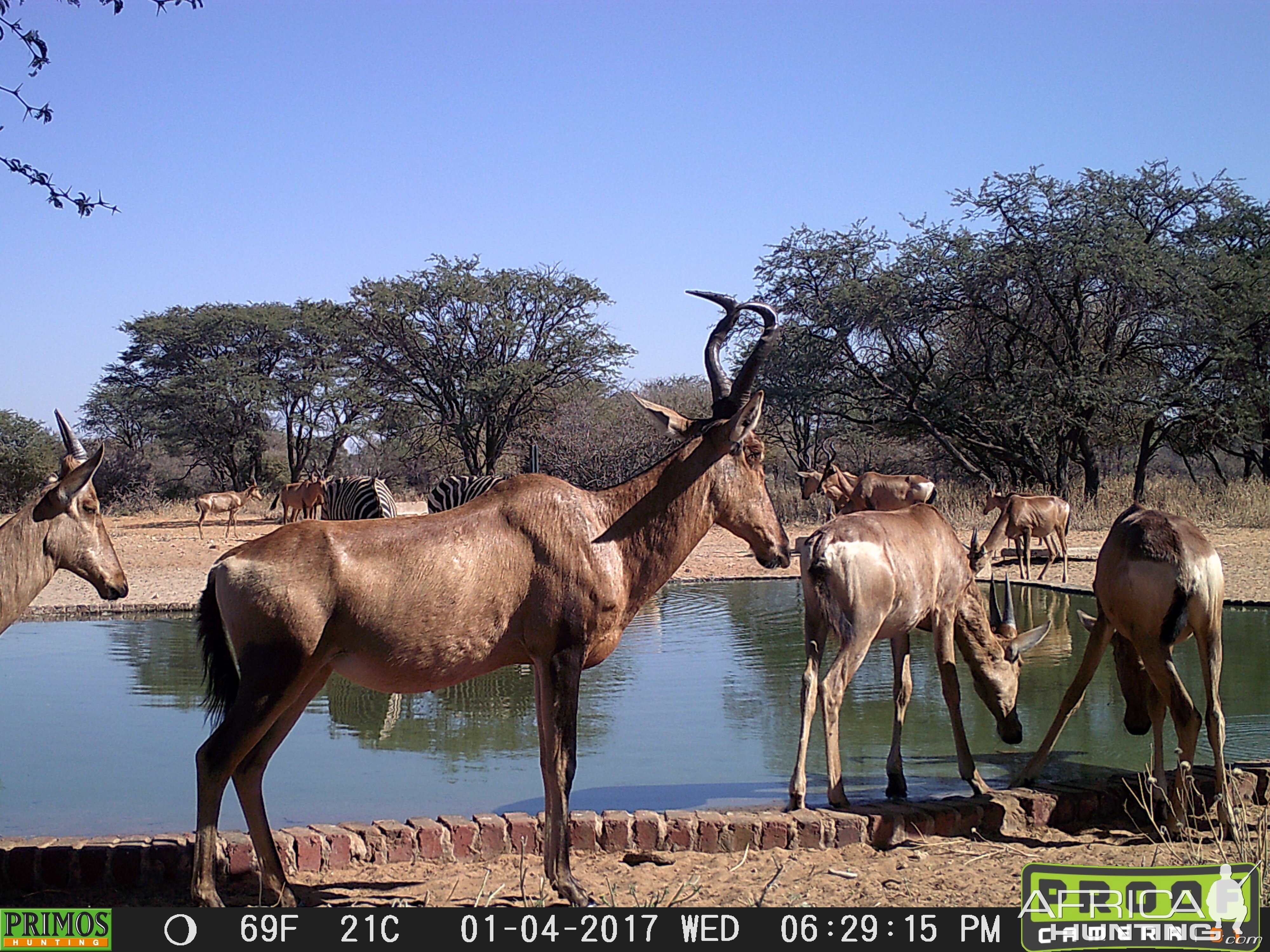 South Africa Trail Cam Pictures Red Hartebeest