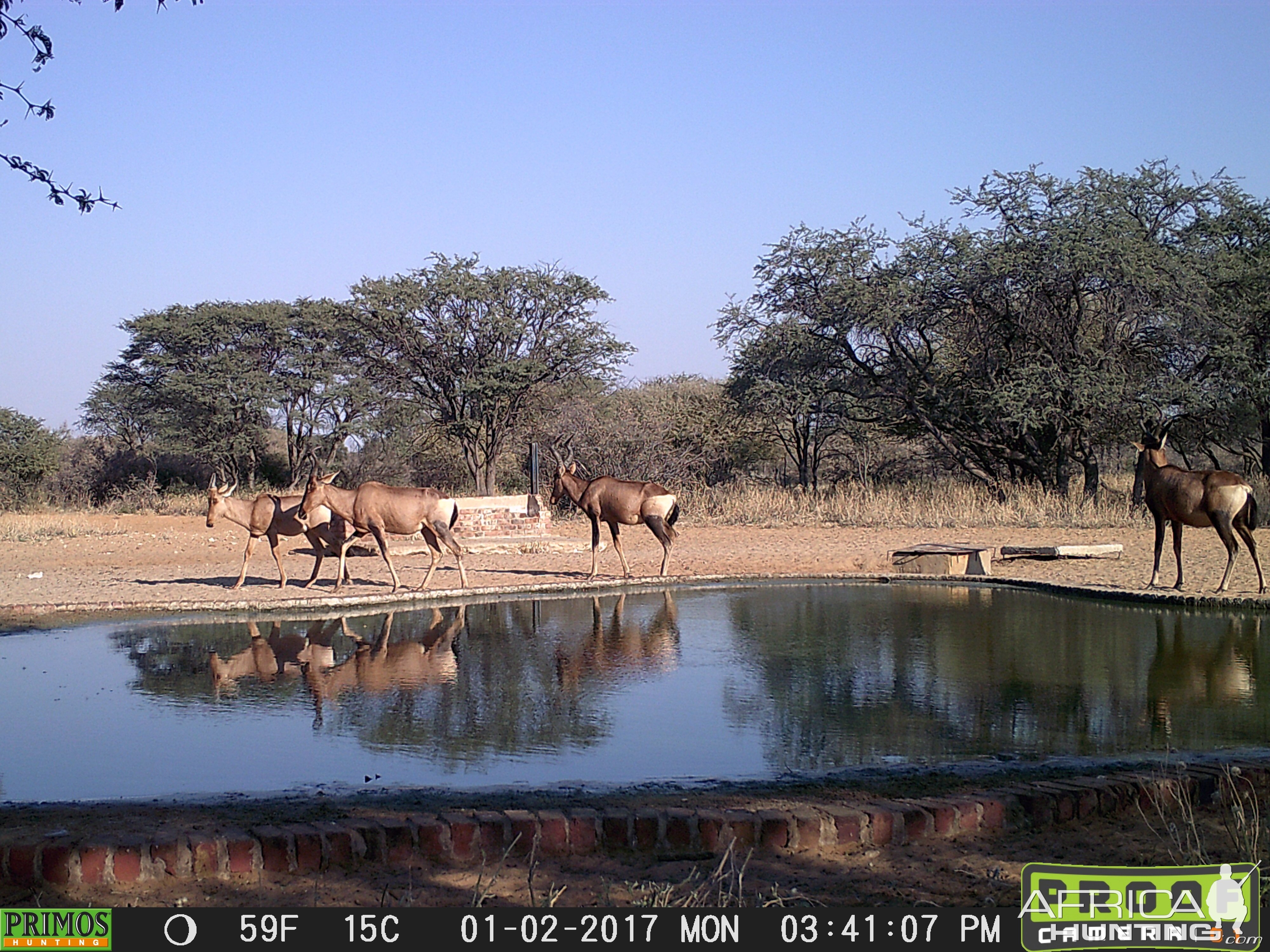 South Africa Trail Cam Pictures Red Hartebeest