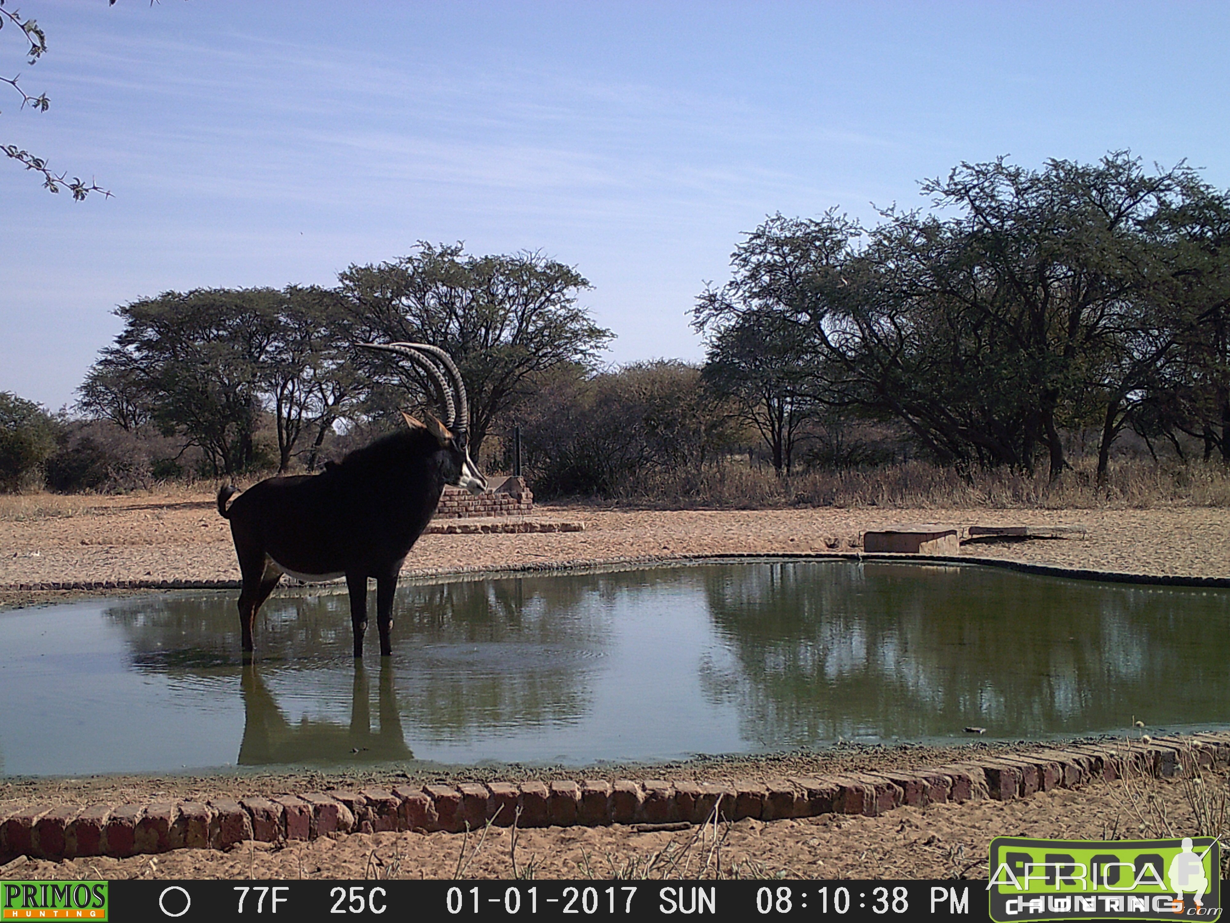 South Africa Trail Cam Pictures Sable