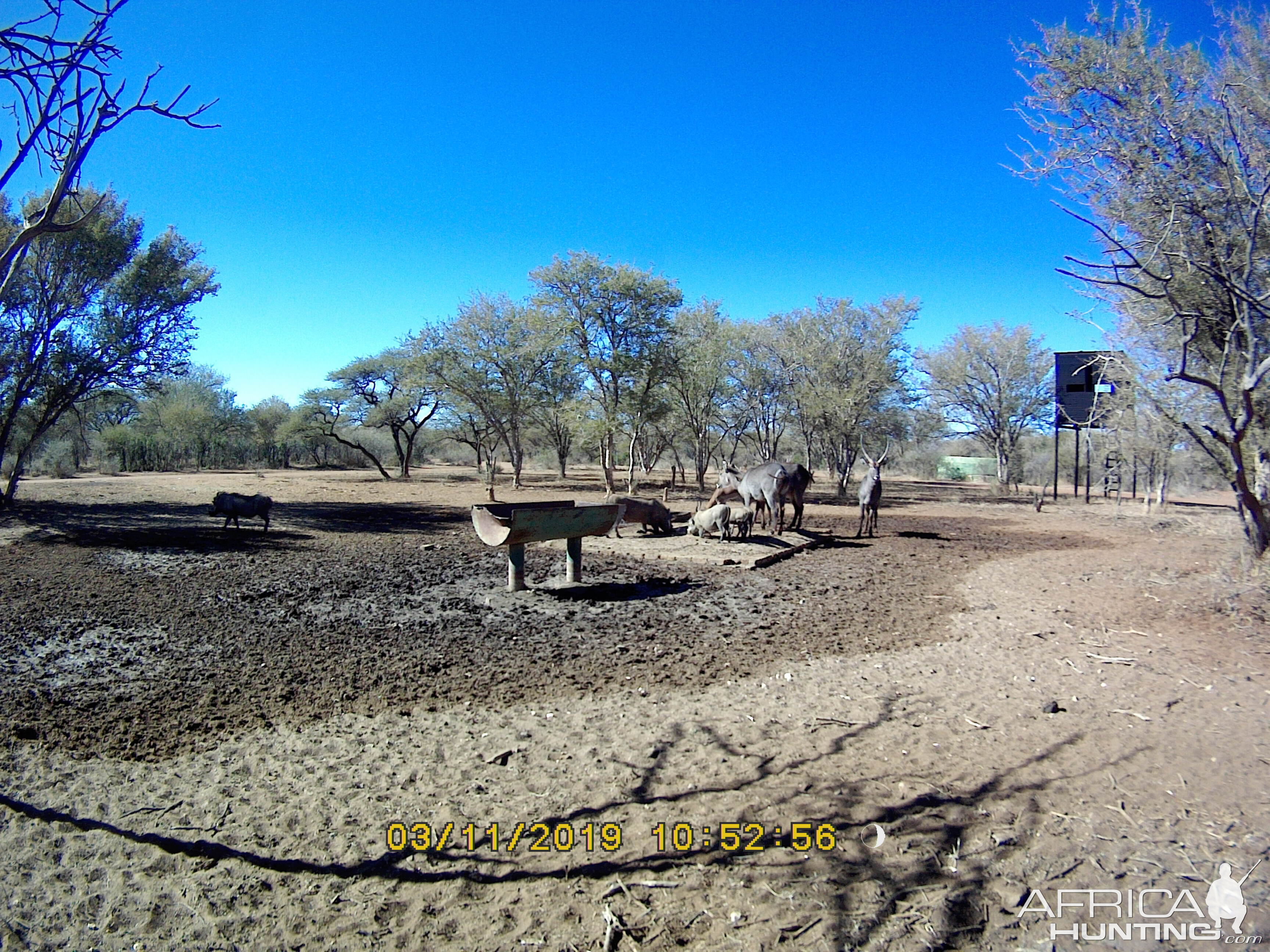 South Africa Trail Cam Pictures Warthog & Waterbuck