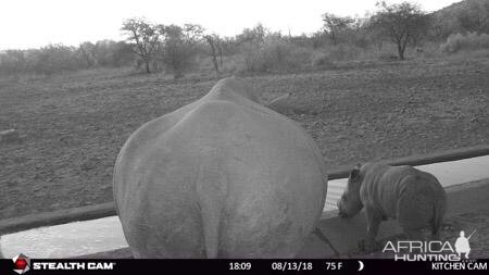 South Africa Trail Cam Pictures White Rhino