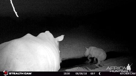 South Africa Trail Cam Pictures White Rhino