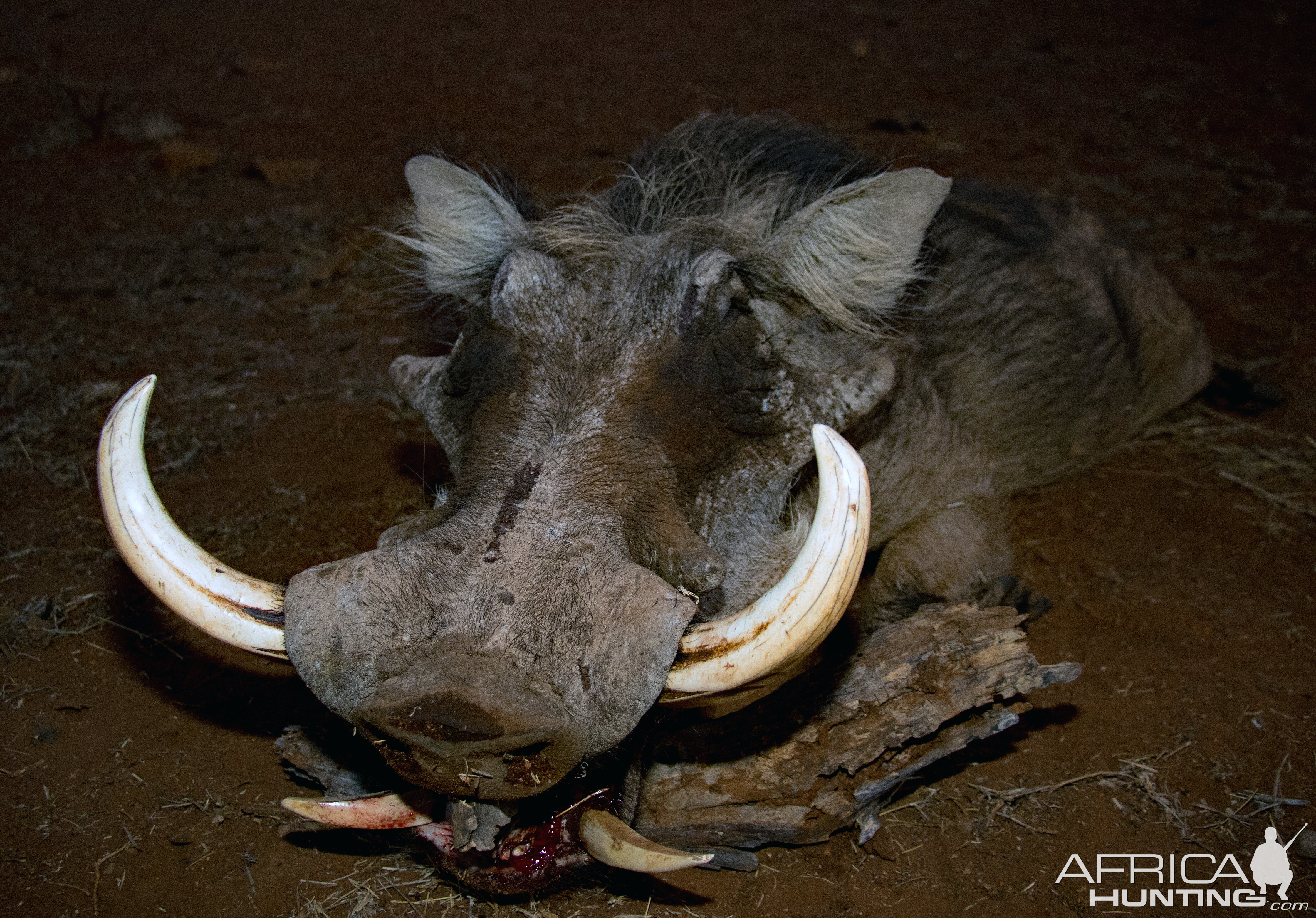 South Africa Warthog Hunt