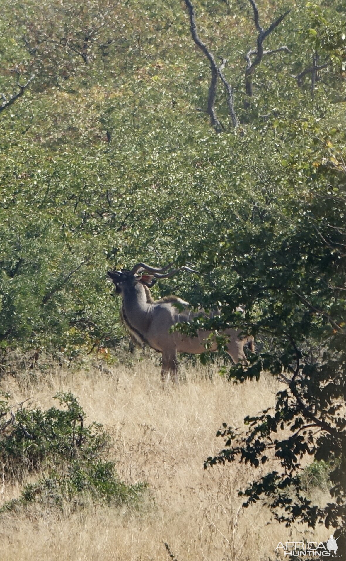 South African Wildlife