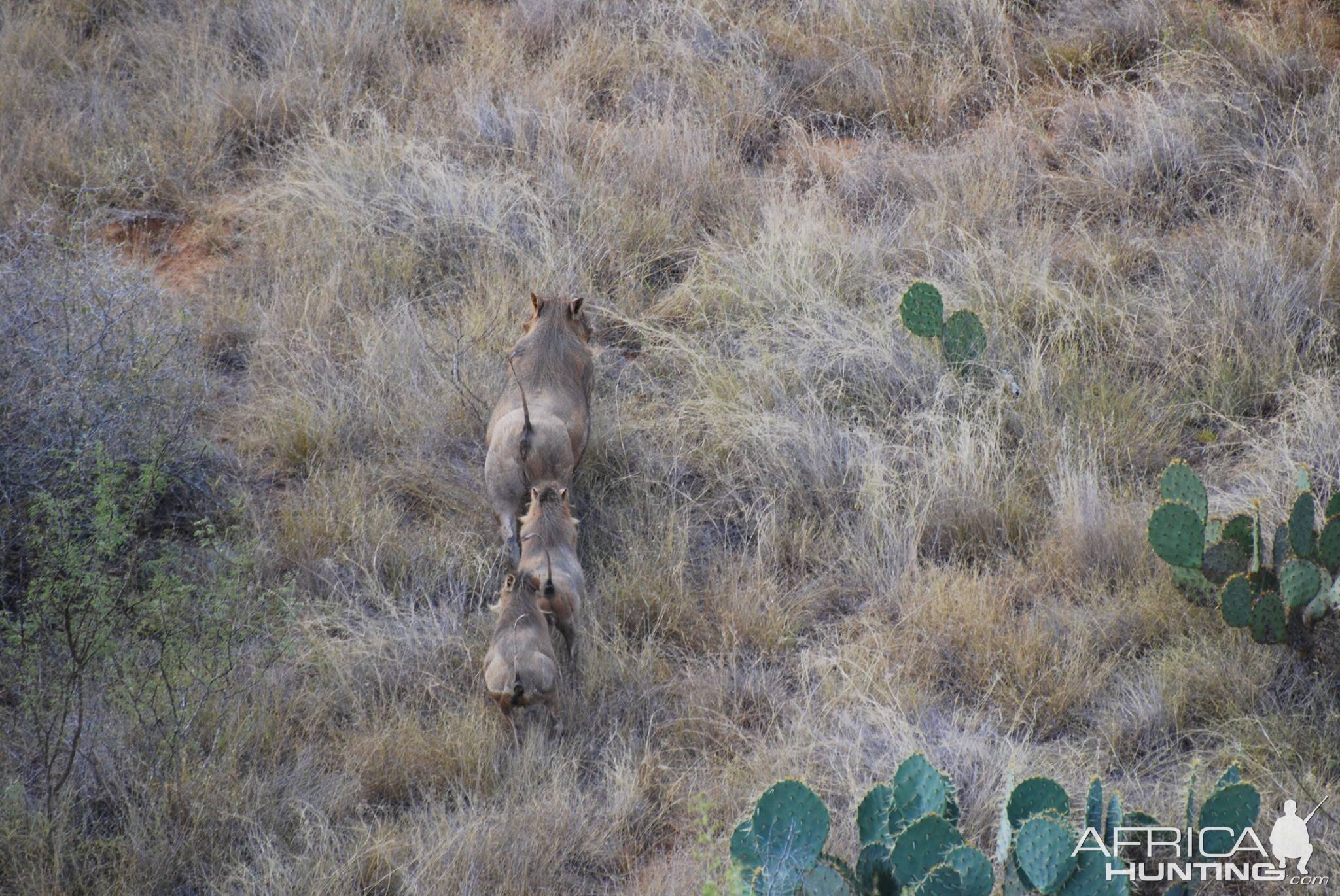 South Texas Warthogs | AfricaHunting.com