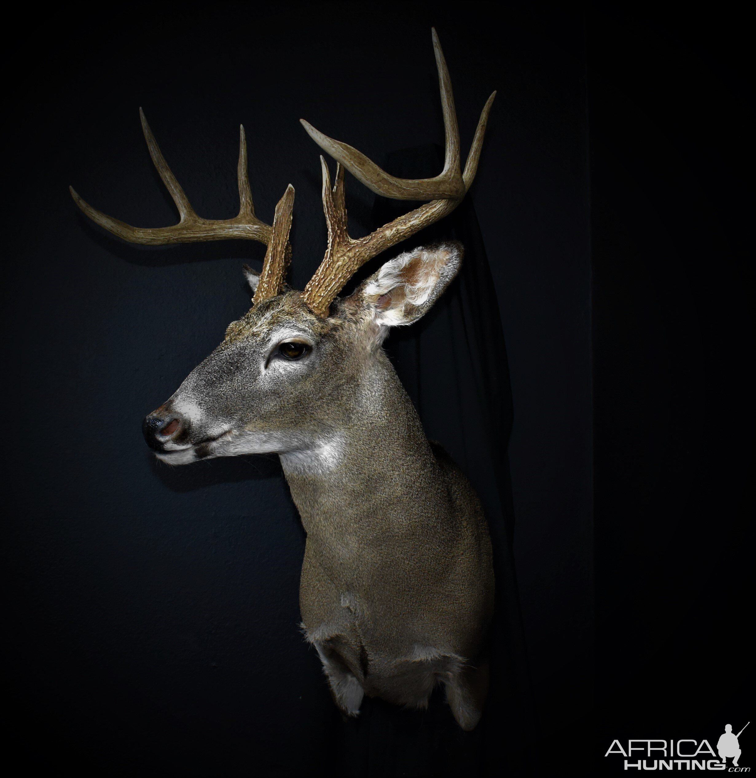 South Texas White-tailed Deer Shoulder Mount Taxidermy