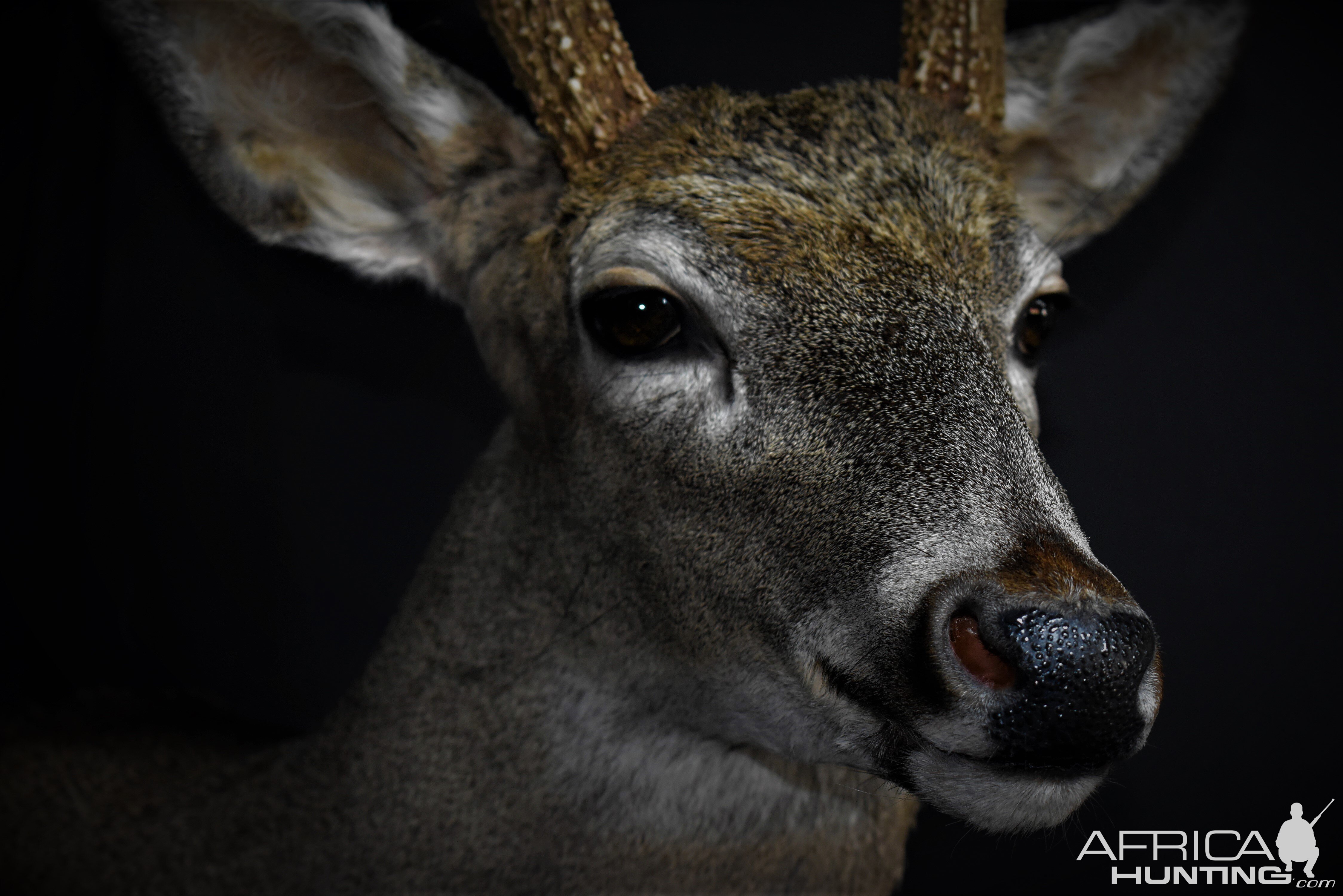 South Texas White-tailed Deer Shoulder Mount Taxidermy