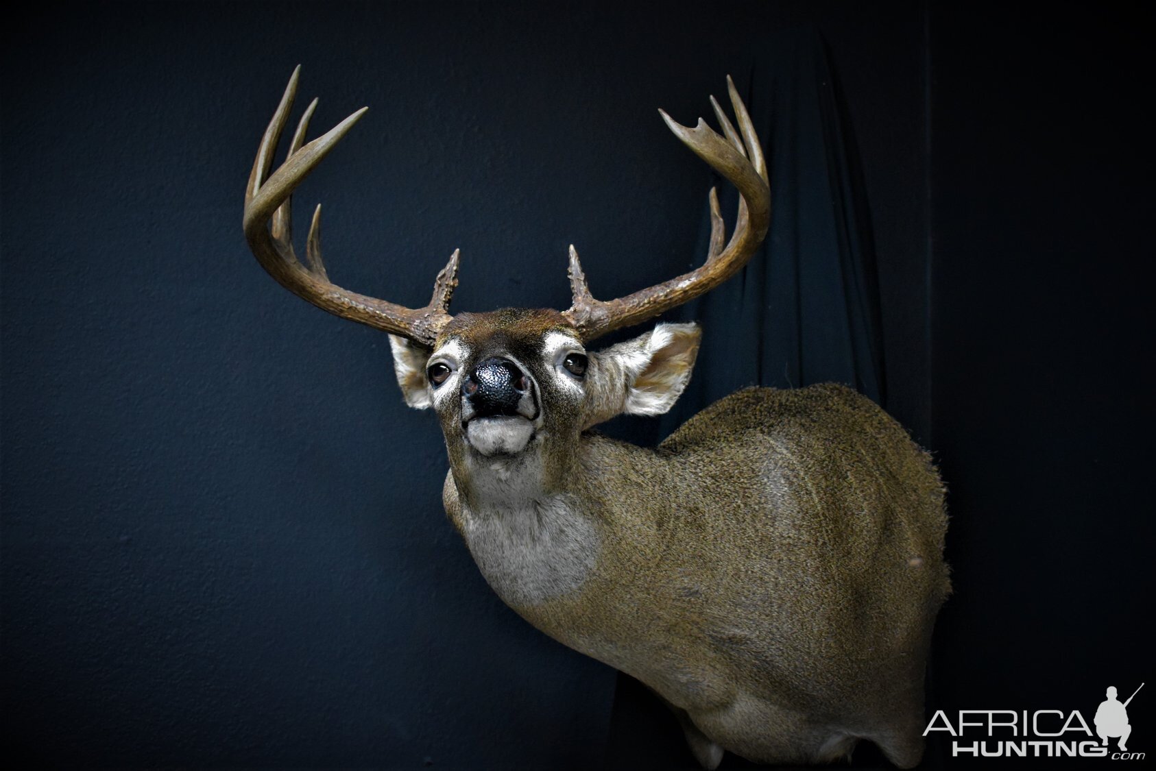 South Texas White-tailed Deer Shoulder Mount Taxidermy