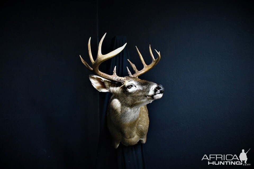 South Texas White-tailed Deer Shoulder Mount Taxidermy