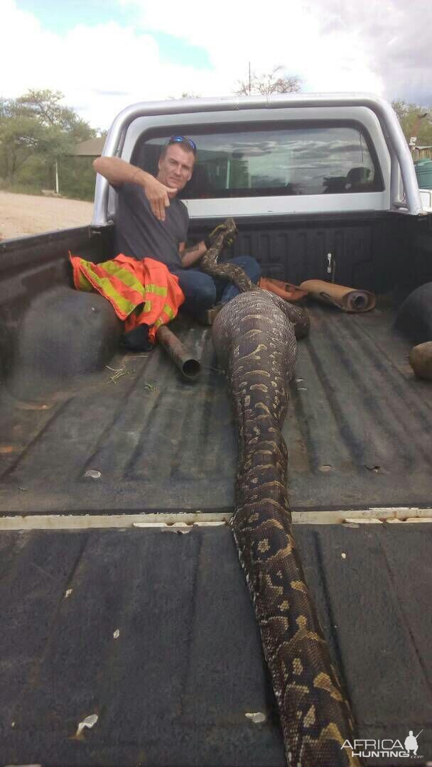 Southern African Python Okahandja Namibia | AfricaHunting.com