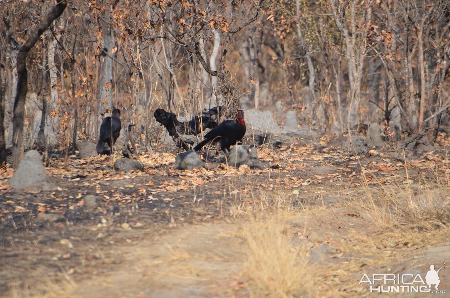 Southern Ground Hornbil Takeri Reserve Zambia