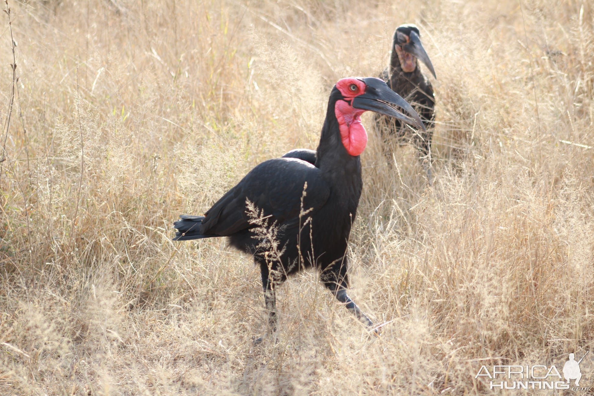 Southern Ground Hornbill on Photo Safari South Africa
