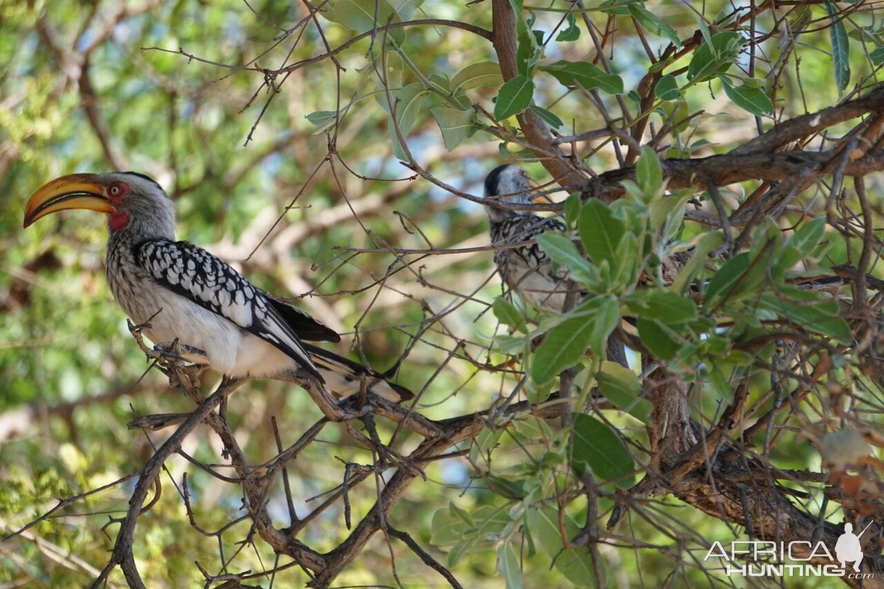 Southern Yellow-billed Hornbill Zimbabwe