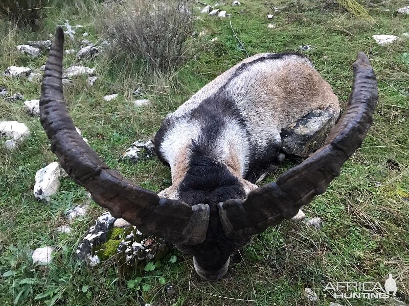 Spain Ibex