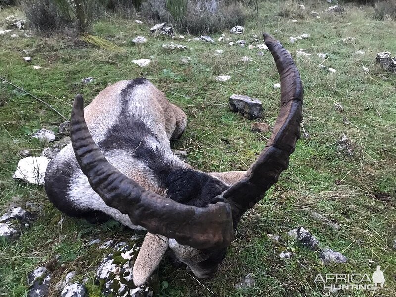 Spain Ibex