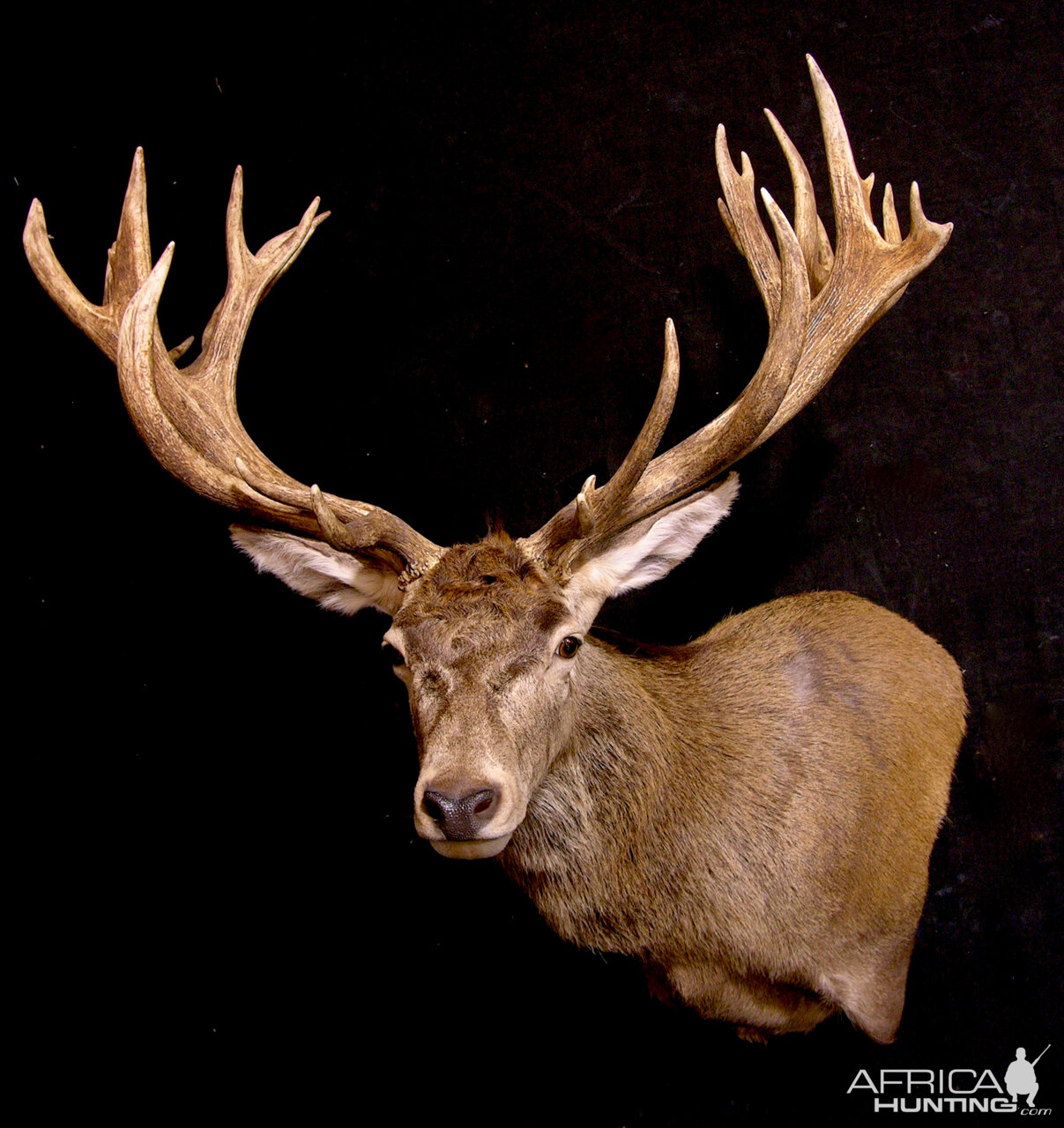 Spanish Red Stag Shoulder Mount Taxidermy