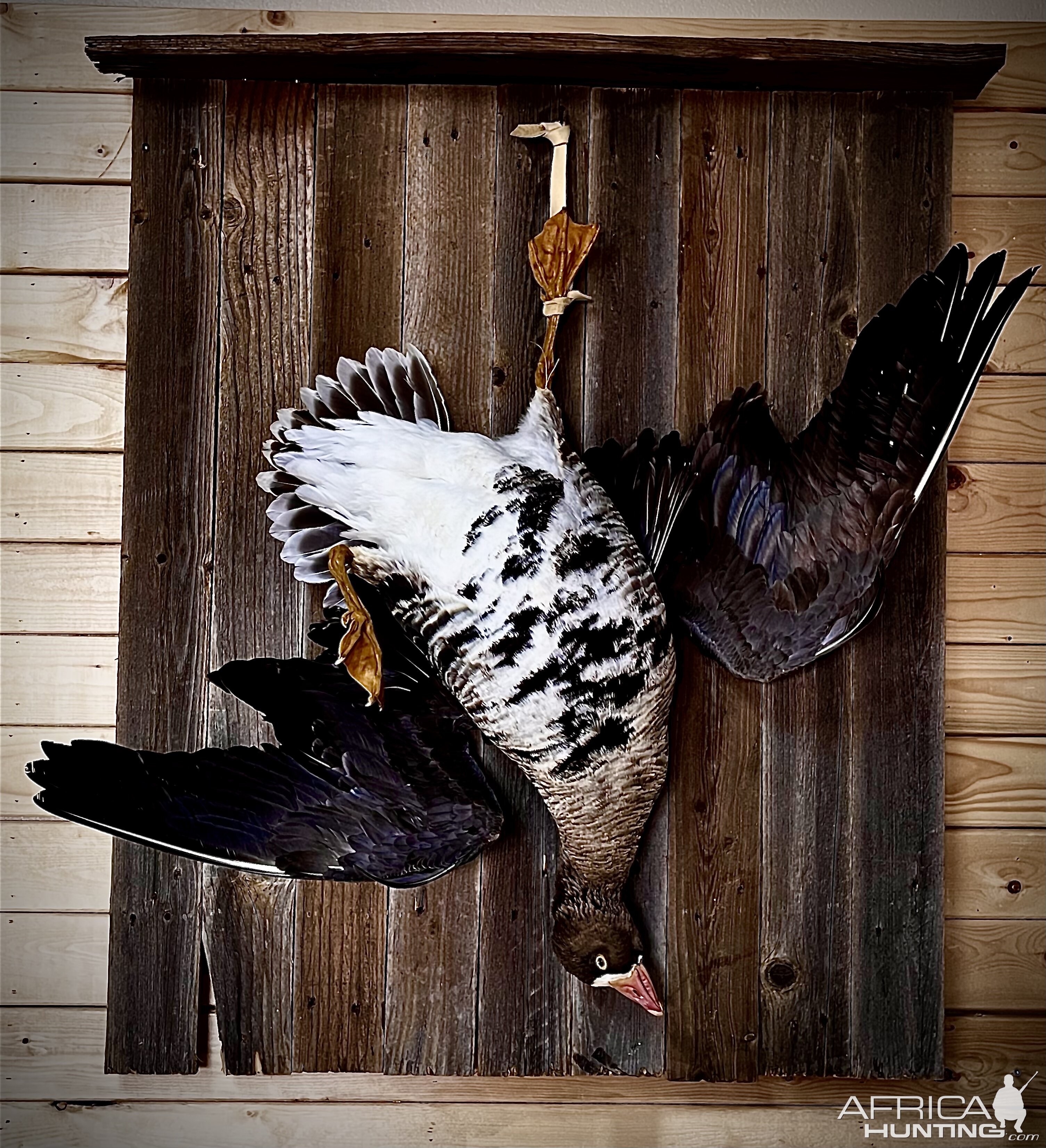 Speckled Goose Full Mount Taxidermy