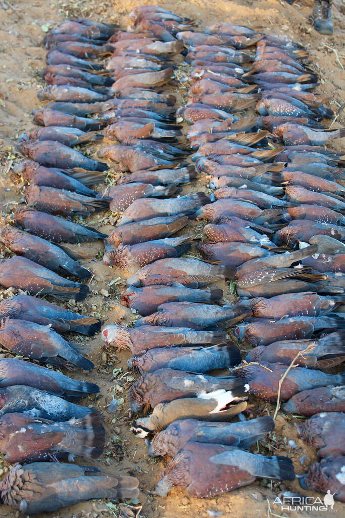 Speckled Pigeon South Africa Wing Shooting