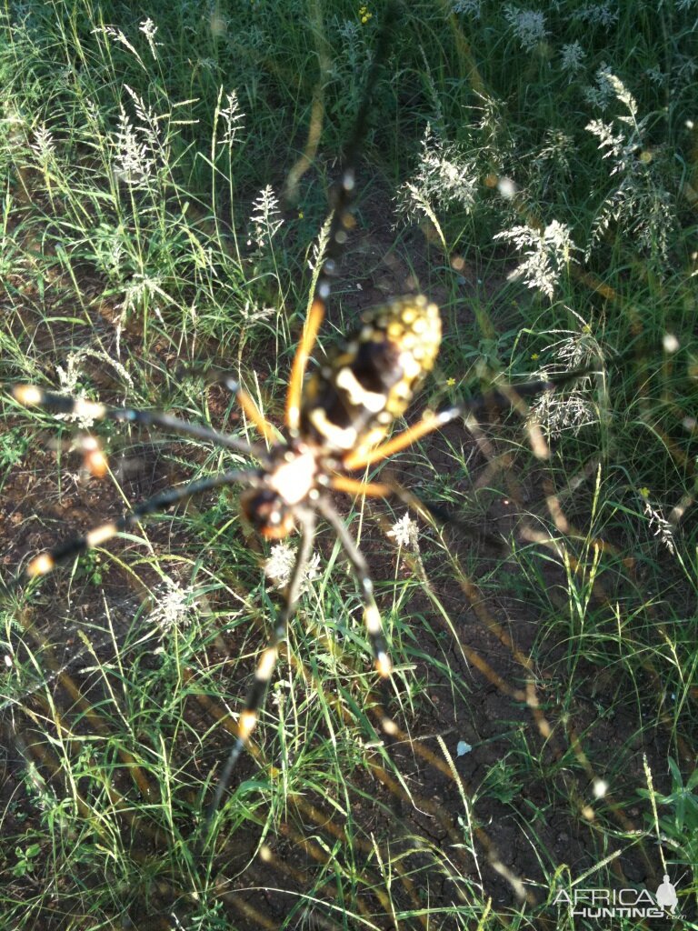 Spider from Zimbabwe