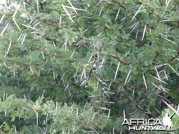 Spider Namibia