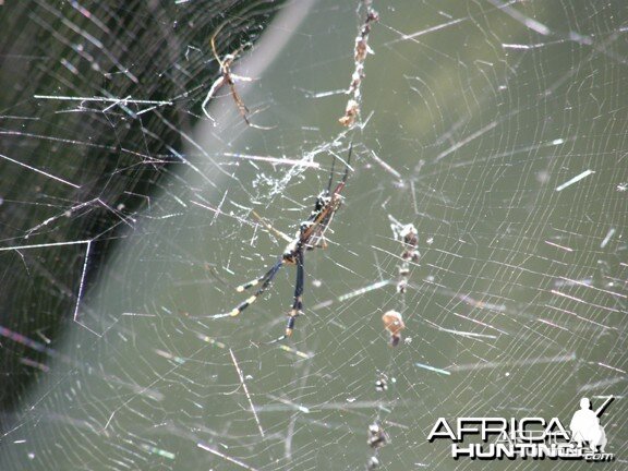 Spider Namibia