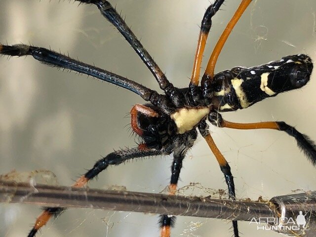 Spider on a web Zimbabwe