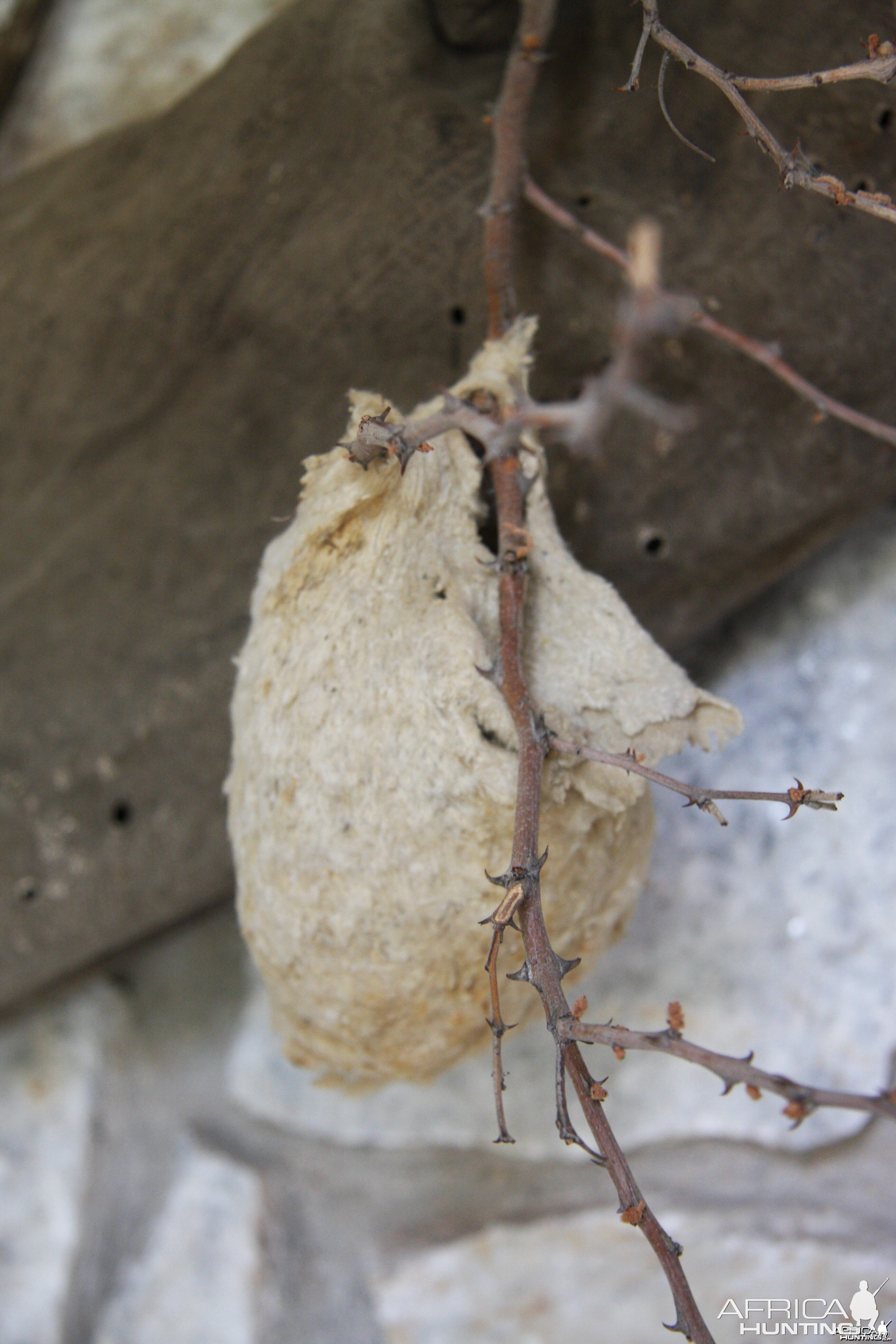 Spider Web Bird Nest Namibia