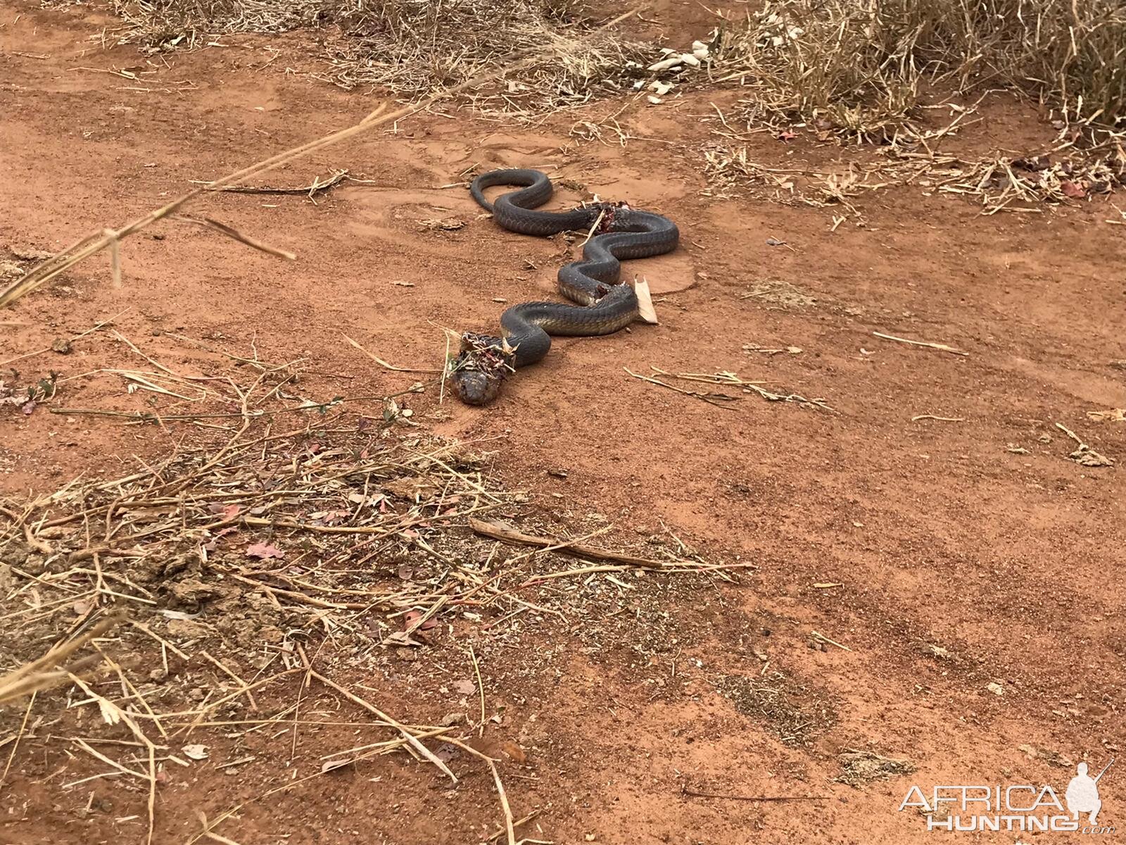 Spitting Cobra Snake Zimbabwe