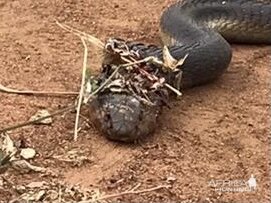 Spitting Cobra Snake Zimbabwe